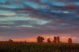 Cornfield At Sunrise_08102